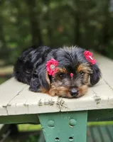 M&M, a female Maltese and Morkie for sale in Oxford, CT – 4 of 5