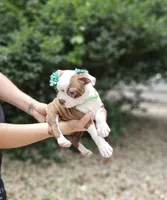 Mercury , a female Boston Terrier for sale in Oxford, CT – 4 of 5