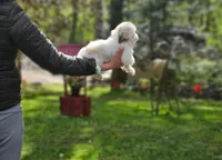 popcorn, a male Chihuahua and Poodle - Toy  for sale in Oxford, CT – 2 of 3