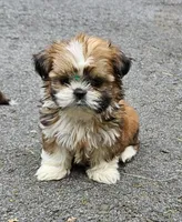 Gucci, a female Shih Tzu for sale in Oxford, CT – 5 of 5