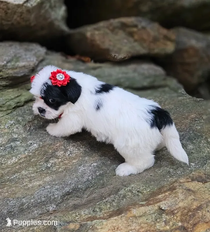 Bella – Shihpoo, Shih Tzu puppy for sale in Oxford, CT