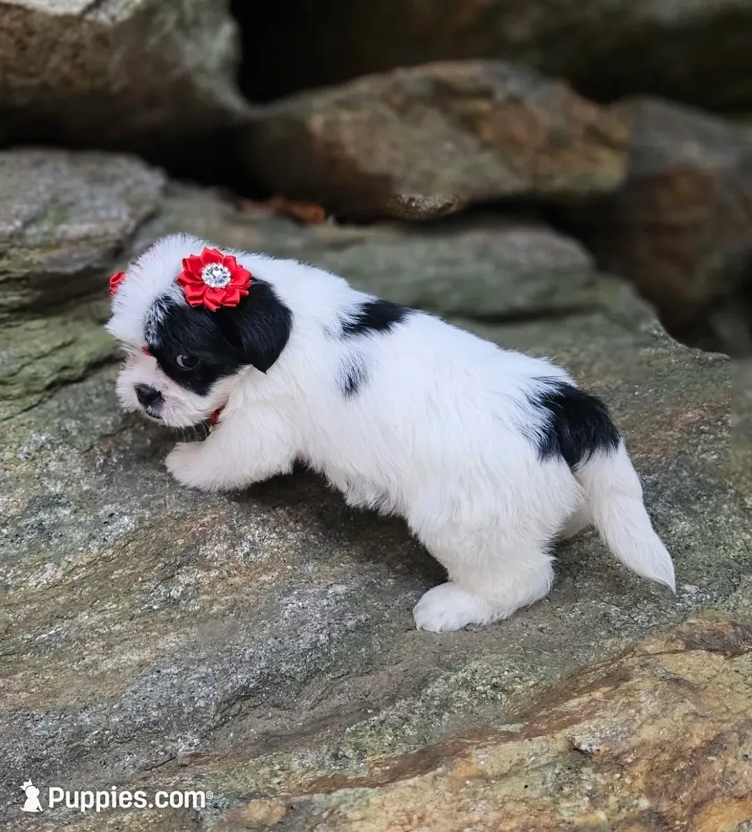 Bella, a female Shihpoo and Shih Tzu for sale in Oxford, CT – 1 of 6