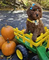 Gucci , a female Golden Retriever and Miniature Goldendoodle for sale in Oxford, CT – 2 of 5