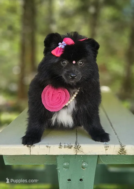 Orea – Pomeranian puppy for sale in Oxford, CT
