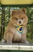Cup cake , a male Pomeranian for sale in Oxford, CT – 7 of 7