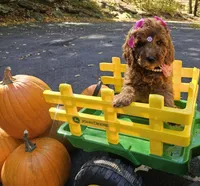 Enya, a female Golden Retriever and Miniature Goldendoodle for sale in Oxford, CT – 7 of 7