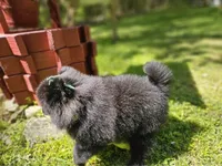 Candy, a female Pomeranian for sale in Oxford, CT – 6 of 6