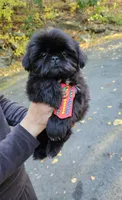 Leo, a male Shih Tzu for sale in Oxford, CT – 5 of 5