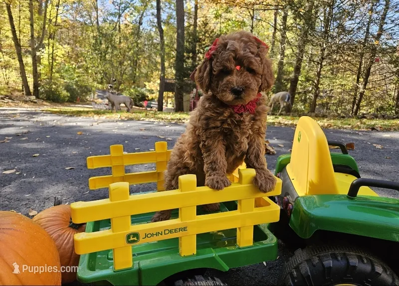 Lucy – Golden Retriever, Miniature Goldendoodle puppy for sale in Oxford, CT