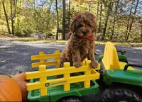 Lucy, a female Golden Retriever and Miniature Goldendoodle for sale in Oxford, CT – 1 of 7