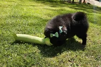 Candy, a female Pomeranian for sale in Oxford, CT – 2 of 6