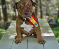 Chocolate, a male English Bulldog and American Leopard Hound for sale in Oxford, CT – 2 of 9