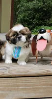 Jadore, a male Shih Tzu for sale in Oxford, CT – 4 of 6