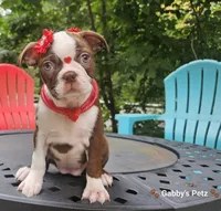 Lexus, a female Boston Terrier for sale in Oxford, CT – 3 of 5