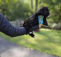Oreon, a male Shihpoo and Shih Tzu for sale in Oxford, CT – 2 of 7