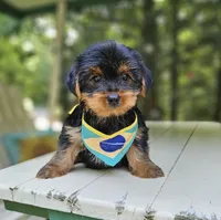 Hershey , a male Yorkshire Terrier for sale in Oxford, CT – 2 of 6