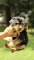 Dani, a male Yorkshire Terrier for sale in Oxford, CT – 1 of 4