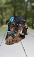 Godiva, a female Yorkshire Terrier for sale in Oxford, CT – 6 of 6