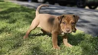 Chocolate, a male Catahoula Leopard Dog and American Bully for sale in Oxford, CT – 3 of 7