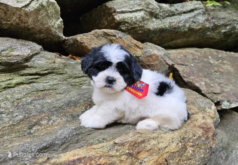 Luka – Shihpoo, Shih Tzu puppy for sale in Oxford, CT