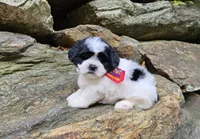 Luka, a male Shihpoo and Shih Tzu for sale in Oxford, CT – 1 of 5