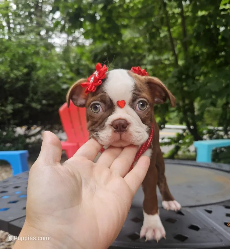 Lexus – Boston Terrier puppy for sale in Oxford, CT