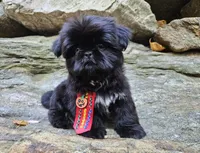 Leo, a male Shih Tzu for sale in Oxford, CT – 2 of 5
