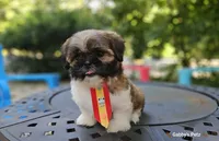 Audi, a male Shih Tzu for sale in Oxford, CT – 2 of 5