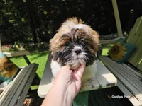 Nissan , a male Shih Tzu for sale in Oxford, CT – 2 of 6
