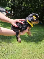 KitKat, a female Maltese and Morkie for sale in Oxford, CT – 3 of 5