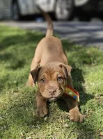 Chocolate, a male English Bulldog and American Leopard Hound for sale in Oxford, CT – 7 of 9