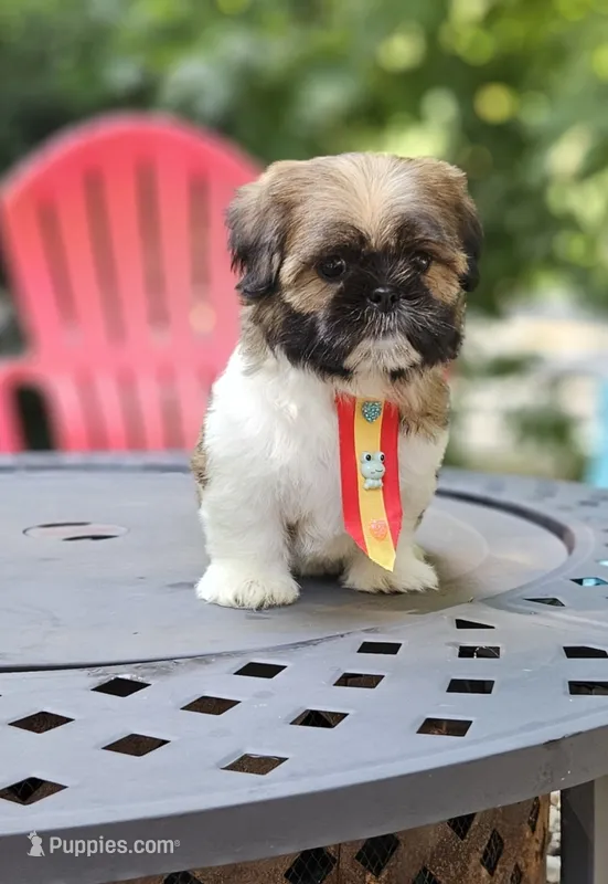 Audi – Shih Tzu puppy for sale in Oxford, CT