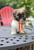 Audi, a male Shih Tzu for sale in Oxford, CT – 1 of 5