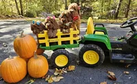 Enya, a female Golden Retriever and Miniature Goldendoodle for sale in Oxford, CT – 4 of 7