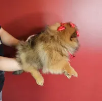 Milla, a female Pomeranian for sale in Oxford, CT – Photo 3 of 5