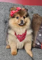 Milla, a female Pomeranian for sale in Oxford, CT – Photo 1 of 5