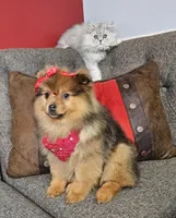 Milla, a female Pomeranian for sale in Oxford, CT – Photo 2 of 5