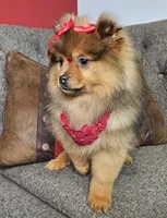 Milla, a female Pomeranian for sale in Oxford, CT – Photo 5 of 5