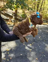 Gucci , a female Golden Retriever and Miniature Goldendoodle for sale in Oxford, CT – 3 of 5