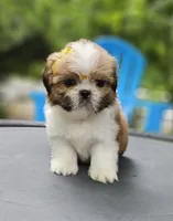 Versace , a female Shih Tzu for sale in Oxford, CT – 7 of 8