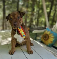 Chocolate, a male English Bulldog and American Leopard Hound for sale in Oxford, CT – 5 of 9