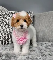 Creamy , a female Cavapoo for sale in Oxford, CT – Photo 1 of 3