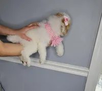 Creamy , a female Cavapoo for sale in Oxford, CT – Photo 2 of 3