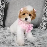 Creamy , a female Cavapoo for sale in Oxford, CT – Photo 3 of 3