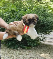 Audi, a male Shih Tzu for sale in Oxford, CT – 3 of 5