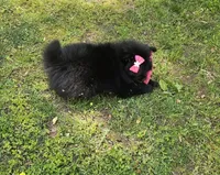 Orea, a female Pomeranian for sale in Oxford, CT – 6 of 6