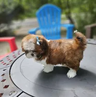 Channel , a female Shih Tzu for sale in Oxford, CT – 4 of 7
