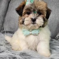 Zara, a female Shihpoo for sale in Oxford, CT – Photo 1 of 5