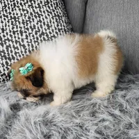 Zara, a female Shihpoo for sale in Oxford, CT – Photo 3 of 5