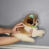 Zara, a female Shihpoo for sale in Oxford, CT – Photo 2 of 5